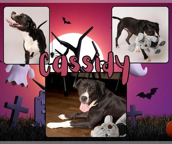 Medium Photo #2 American Pit Bull Terrier Puppy For Sale in Pearland, TX, USA