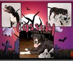 Small #1 American Pit Bull Terrier