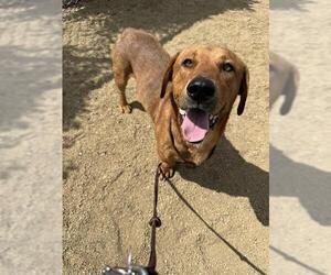 Medium Basset Hound Mix