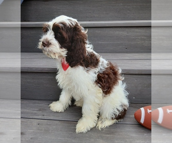 Medium Photo #4 Cockapoo (Miniature) Puppy For Sale in WOOSTER, OH, USA