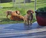 Small Photo #24 Golden Retriever Puppy For Sale in EARLHAM, IA, USA
