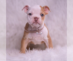 Small #4 English Bulldog