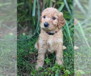 Goldendoodle Puppy for Sale in MIDLAND, North Carolina USA