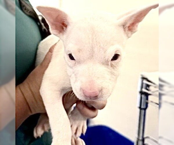 Medium Photo #4 American Pit Bull Terrier Puppy For Sale in Houston, TX, USA