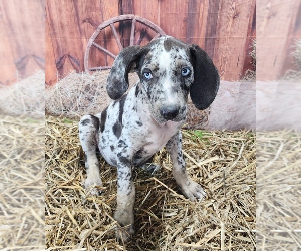 Medium Photo #8 Catahoula Leopard Dog Puppy For Sale in CUMBY, TX, USA