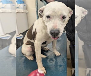 American Bulldog-Unknown Mix Dogs for adoption in Mobile, AL, USA