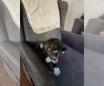 Small #1 Mutt