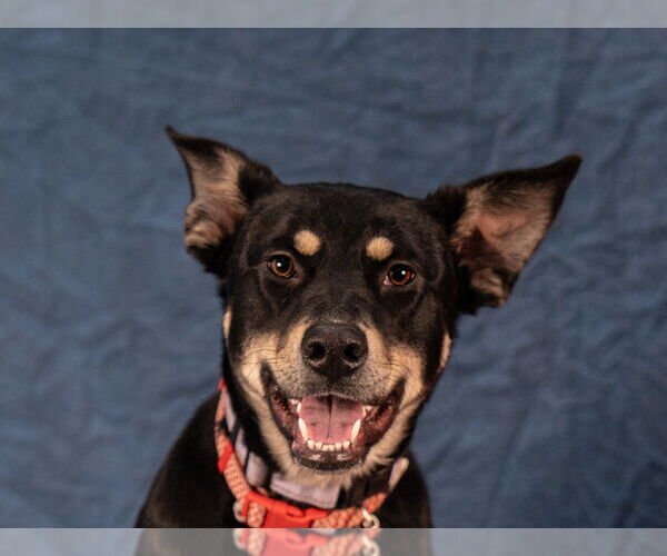 Medium Photo #14 Australian Kelpie-Unknown Mix Puppy For Sale in Lake Forest, CA, USA