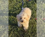 Small #7 Bichon Frise Mix