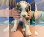 Small #2 Aussie-Poo