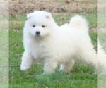 Small Photo #17 Samoyed Puppy For Sale in BAXTER, TN, USA