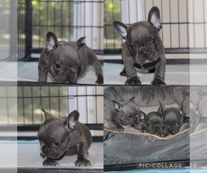 French Bulldog Puppy for sale in MABLETON, GA, USA