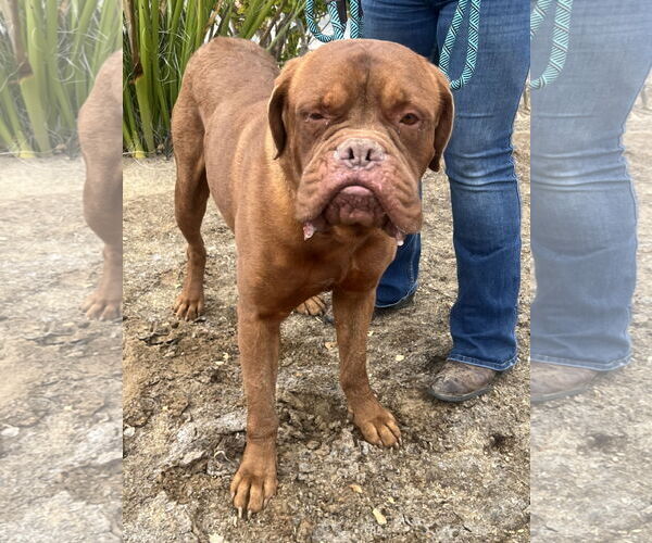 Medium Photo #4 Dogue de Bordeaux Puppy For Sale in Goodyear, AZ, USA
