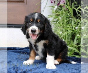 Bernedoodle (Miniature) Puppy for sale in NARVON, PA, USA