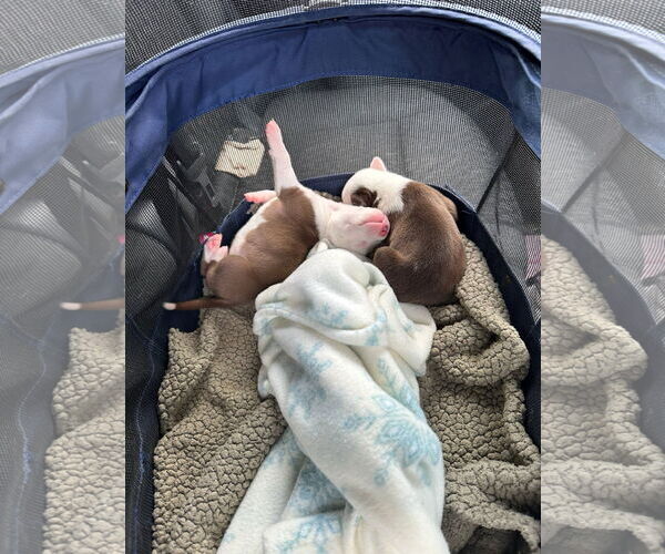 Medium Photo #3 American Pit Bull Terrier-Unknown Mix Puppy For Sale in Berlin, MD, USA