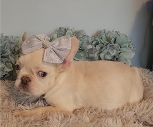 French Bulldog Puppy for sale in INDIANAPOLIS, IN, USA
