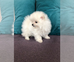 Small Photo #3 Pomeranian Puppy For Sale in DES PLAINES, IL, USA