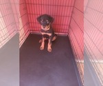 Small #4 Rottweiler
