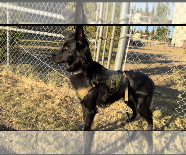 Medium Photo #4 Collie-Unknown Mix Puppy For Sale in Chandler, AZ, USA