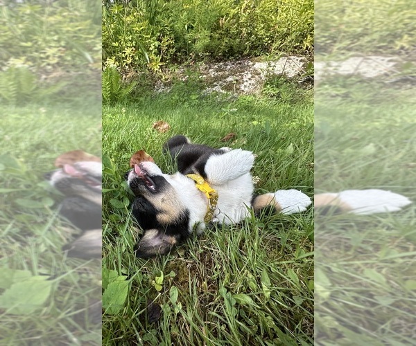 Medium Photo #63 Pembroke Welsh Corgi Puppy For Sale in PERKINSVILLE, VT, USA