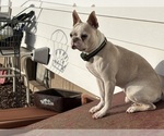 Small Photo #1 Boston Terrier Puppy For Sale in HAMDEN, CT, USA
