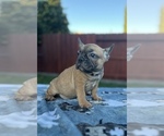 Small #7 French Bulldog
