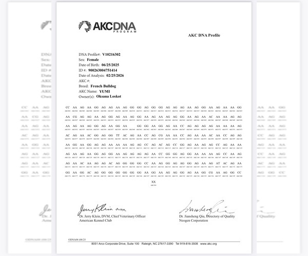 Medium Photo #9 French Bulldog Puppy For Sale in GREENVILLE, SC, USA