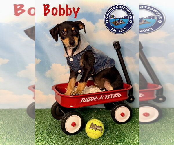 Medium Photo #5 Rat Terrier Puppy For Sale in Arcadia, FL, USA