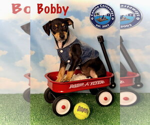 Bobby - Male Rat Terrier Dog for Adoption - Photo #5