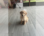 Small Photo #15 Golden Retriever Puppy For Sale in ORLANDO, FL, USA