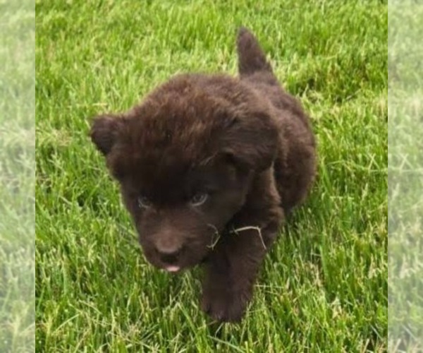 Medium Photo #3 Newfoundland Puppy For Sale in NEW HOLLAND, PA, USA