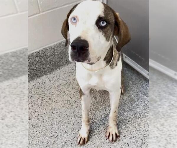 Medium Photo #2 Catahoula Leopard Dog-Unknown Mix Puppy For Sale in Houston, TX, USA