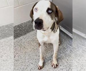 DOUGIE - Male Catahoula Leopard Dog-Unknown Mix Dog for Adoption - Photo #2