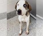Small #1 Catahoula Leopard Dog Mix