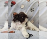 Small #3 Shih Tzu