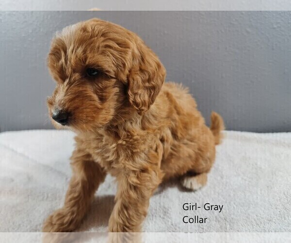Medium Photo #5 Goldendoodle Puppy For Sale in SCAPPOOSE, OR, USA