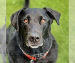 Small Labrador Retriever Mix