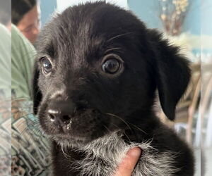 Gollie Dogs for adoption in Canton, CT, USA