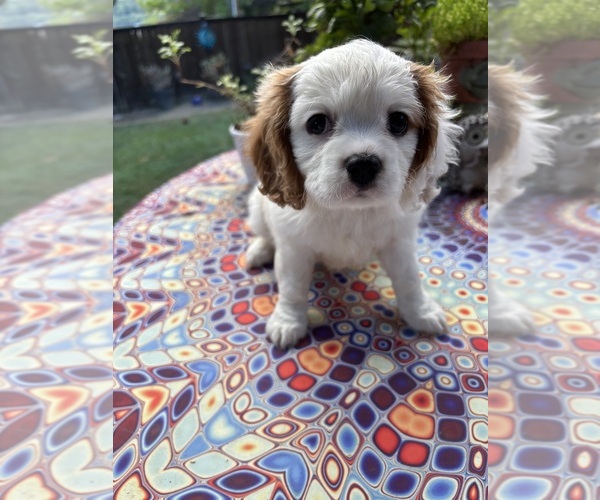 Medium Photo #4 Cavachon Puppy For Sale in OLYMPIA, WA, USA
