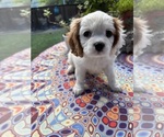 Small #3 Cavachon