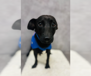 Chihuahua-Unknown Mix Dogs for adoption in Woodbury, NY, USA