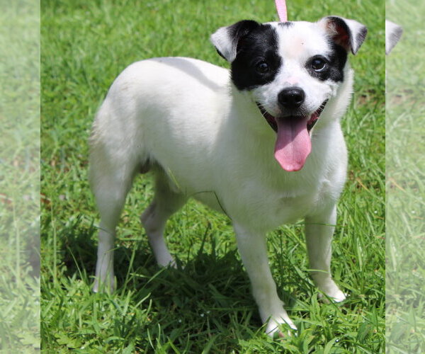 Medium Photo #1 Mutt Puppy For Sale in Prattville, AL, USA