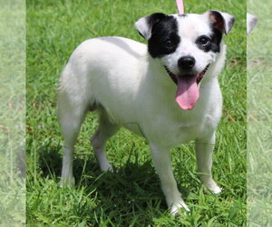 Mutt Dogs for adoption in Prattville, AL, USA