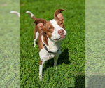 Small Photo #4 Rat Terrier-Unknown Mix Puppy For Sale in Holly Springs, NC, USA