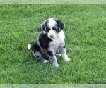 Puppy 2 Aussiedoodle-Australian Shepherd Mix