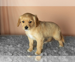 Puppy Benji Golden Cavadoodle
