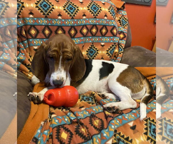 Medium Photo #1 Basset Hound Puppy For Sale in Petaluma, CA, USA