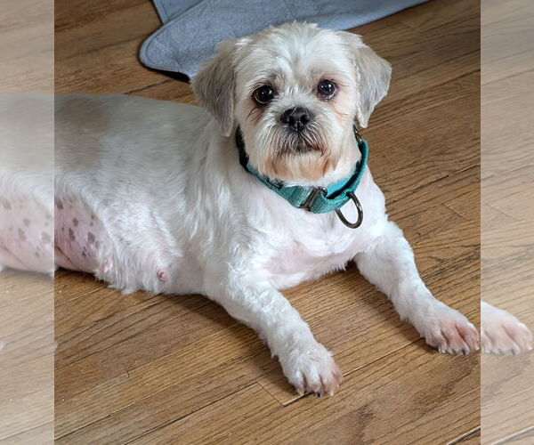 Medium Photo #2 Shih Tzu Puppy For Sale in Brooklyn Center, MN, USA