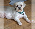 Small #1 Shih Tzu