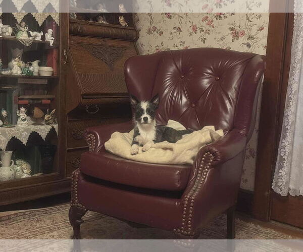 Medium Photo #6 Pekingese-Unknown Mix Puppy For Sale in Westwood, NJ, USA